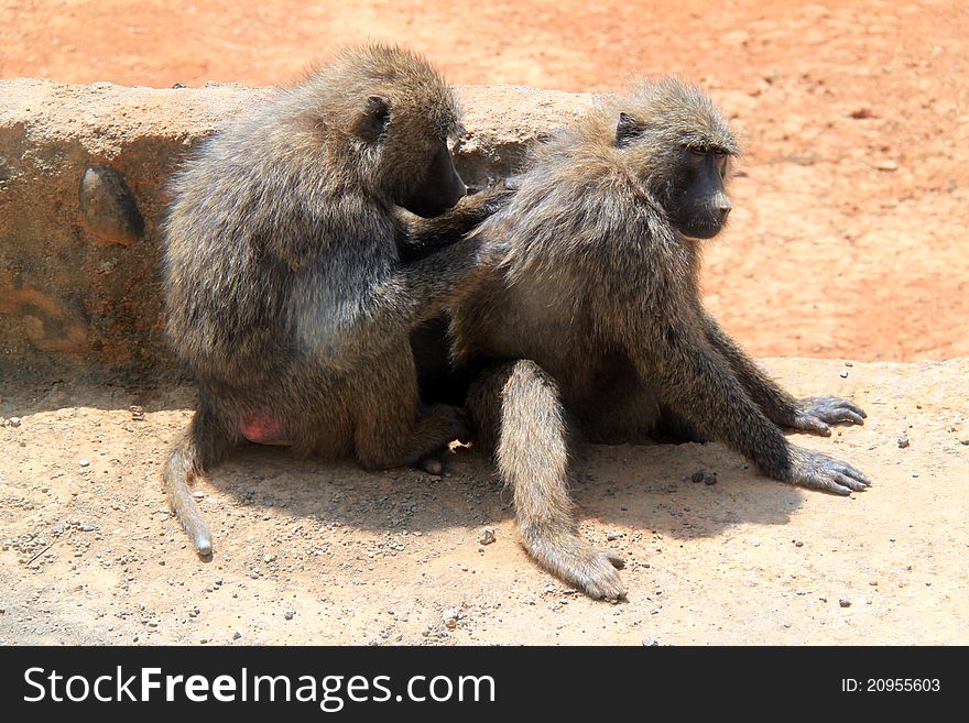 A baboon helping to scratch the back of it's partner on a hot sunny afternoon. A baboon helping to scratch the back of it's partner on a hot sunny afternoon