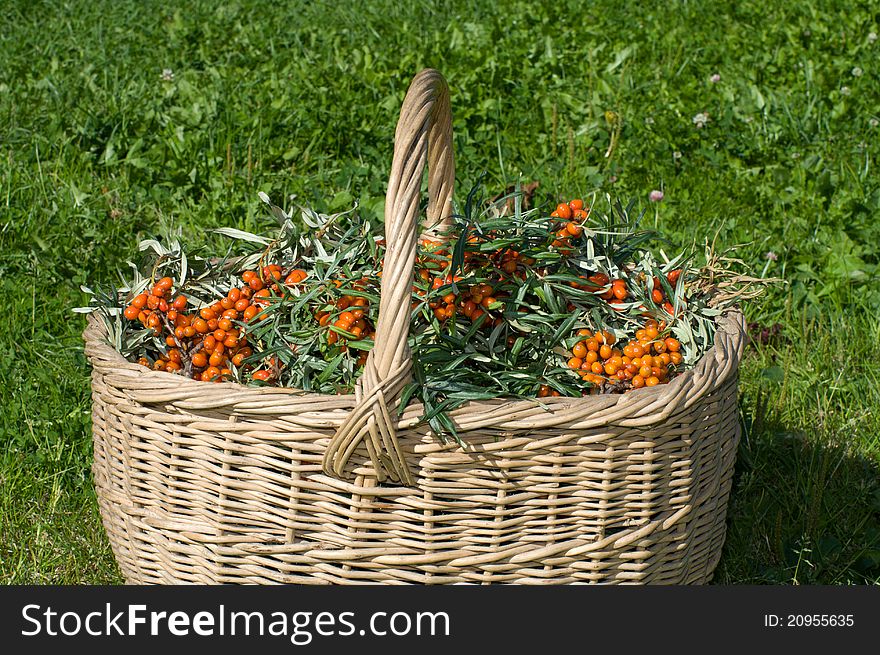 Basket with sea-buckthorn berries on a green grass. Basket with sea-buckthorn berries on a green grass.