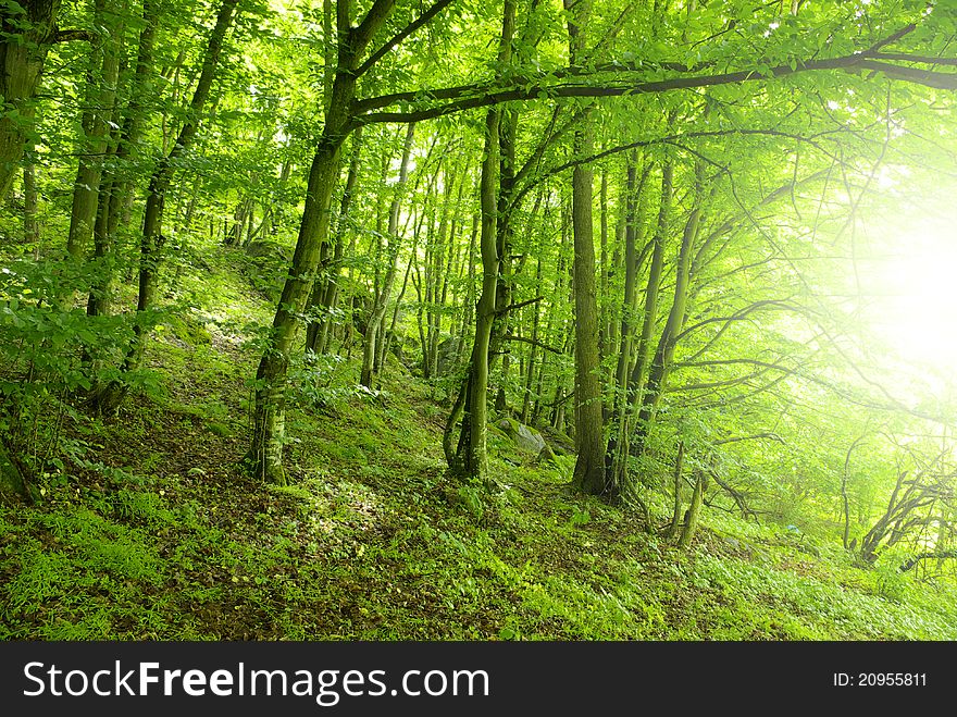 Sunlight in the green forest, spring time