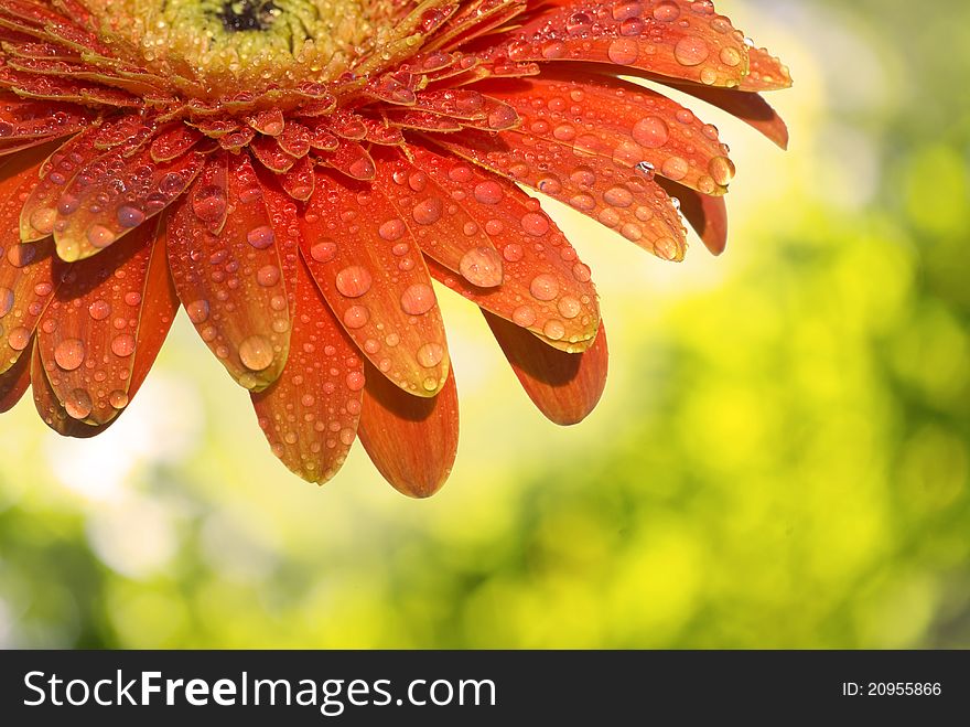 Gerbera Daisy - on green background