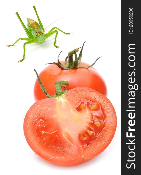 Tomatoes and a grasshopper on a white background. Tomatoes and a grasshopper on a white background