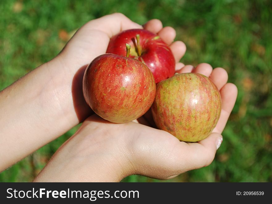 This is a picture of some freshly picked apples. This is a picture of some freshly picked apples.