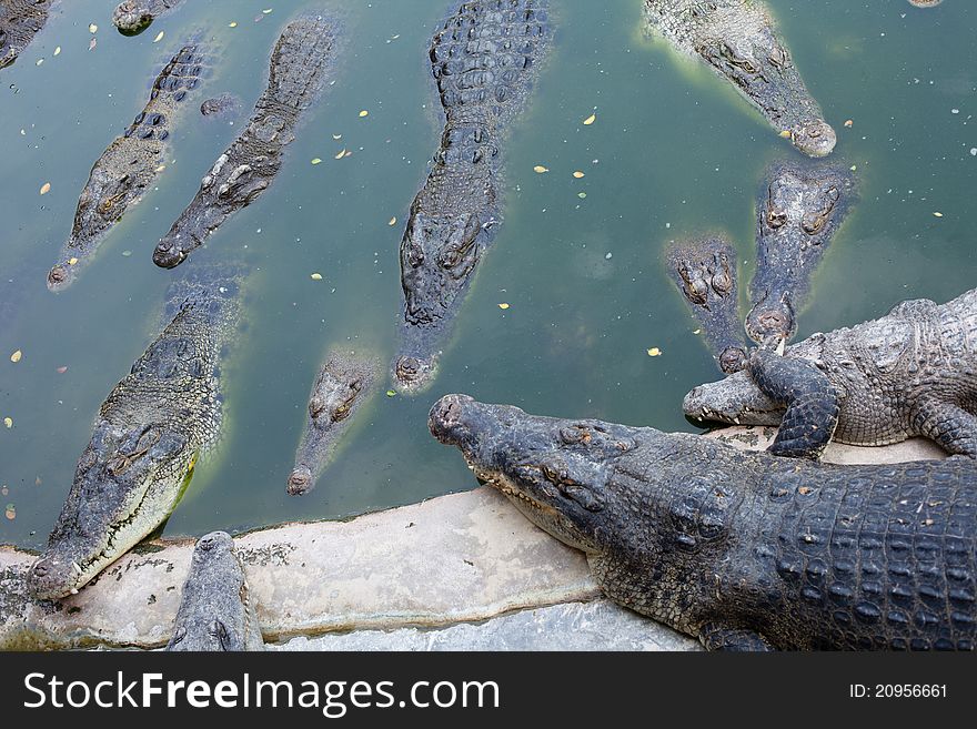 Many crocodiles lie in water, in a bog. Many crocodiles lie in water, in a bog.