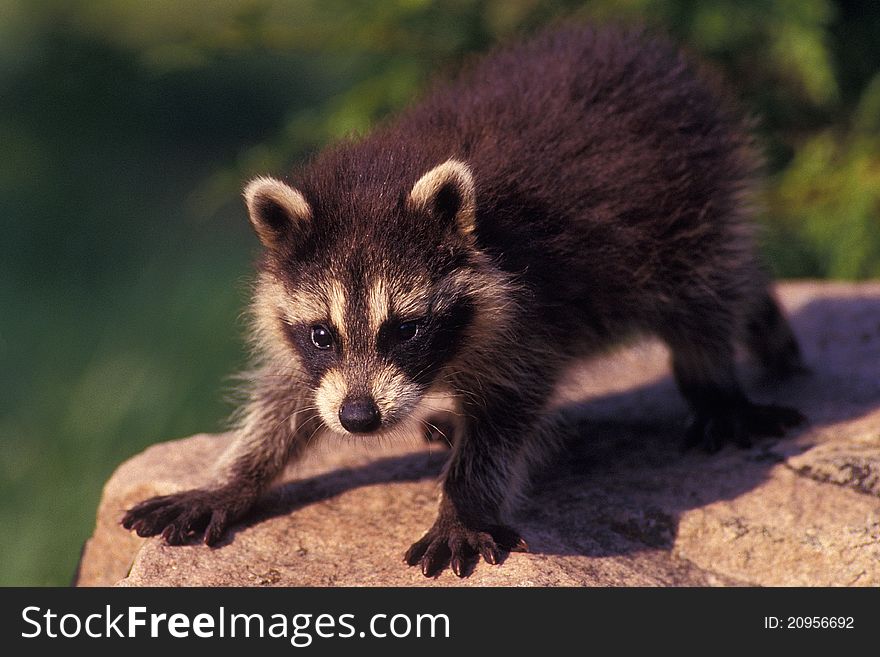 Baby Raccoon nervously climbing over a large rock. Baby Raccoon nervously climbing over a large rock