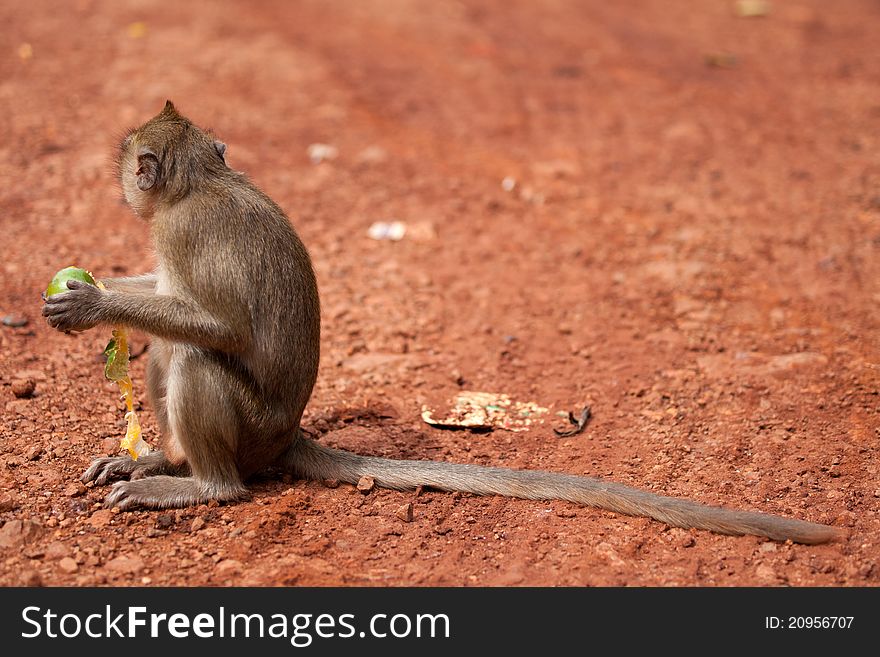 Monkey on a glade from red sand. Jungle of Thailand