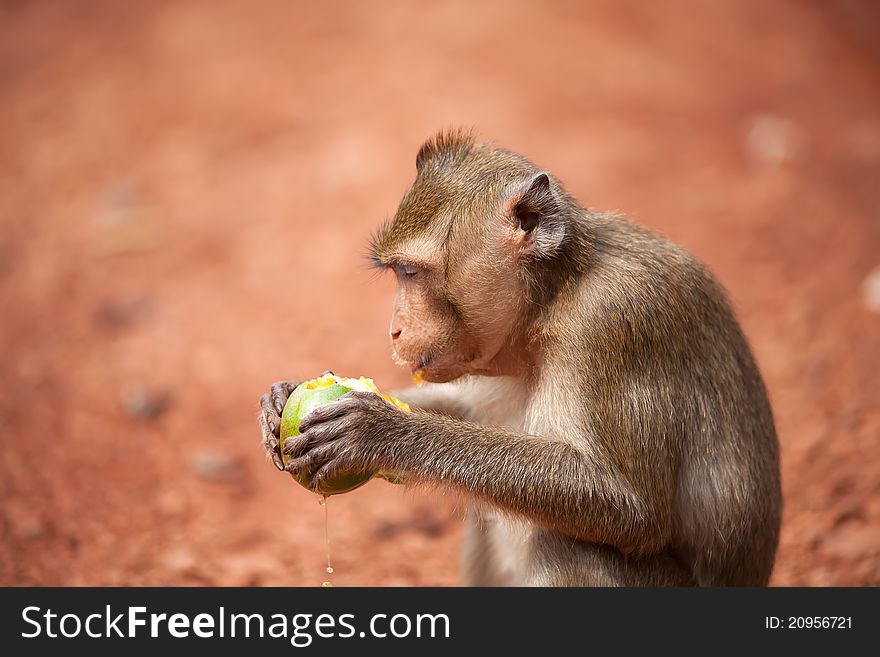 Monkey on a glade from red sand. Jungle of Thailand
