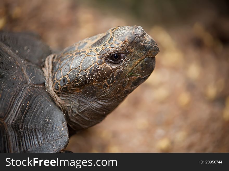 Portrait to the big turtle in a zoo of Thailand. Portrait to the big turtle in a zoo of Thailand