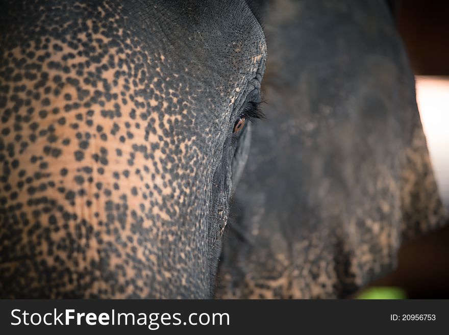 Portrait of an adult elephant in the Thai zoo. Portrait of an adult elephant in the Thai zoo