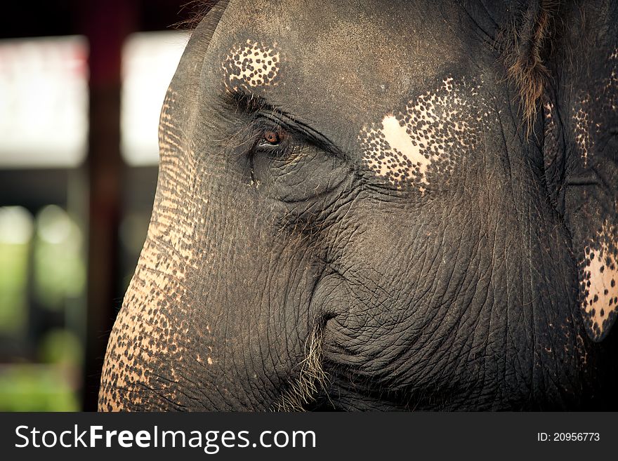 Portrait of an adult elephant in the Thai zoo. Portrait of an adult elephant in the Thai zoo