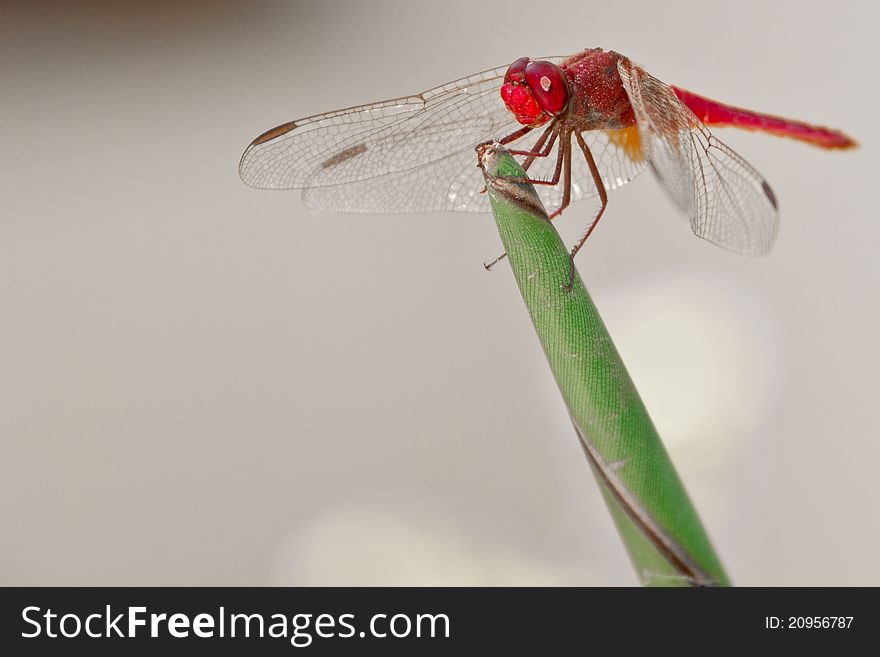 Close-up of a red dragonfly resting on a plant