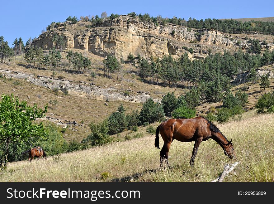 Horses in timber rocks tree wildlife