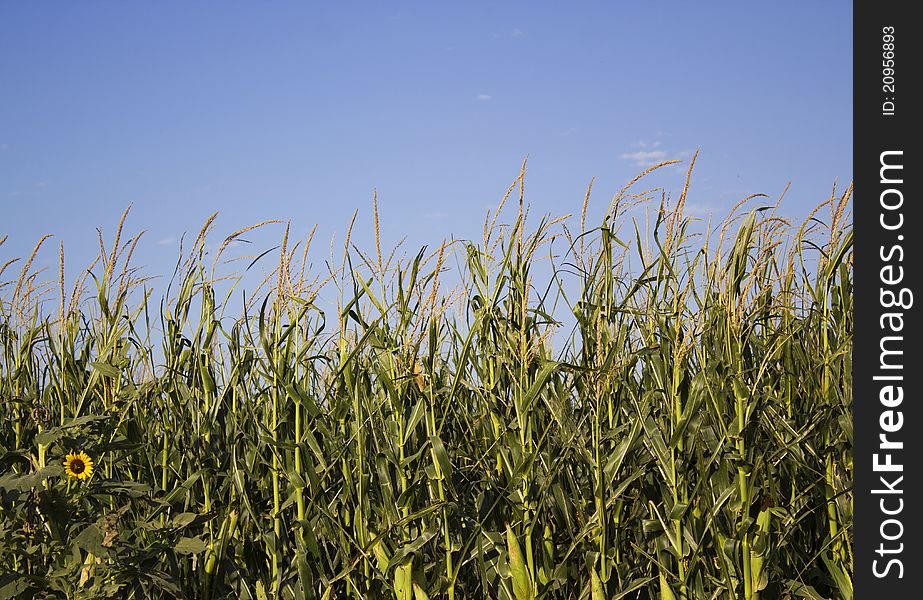 Lone sunflower in a cornfield