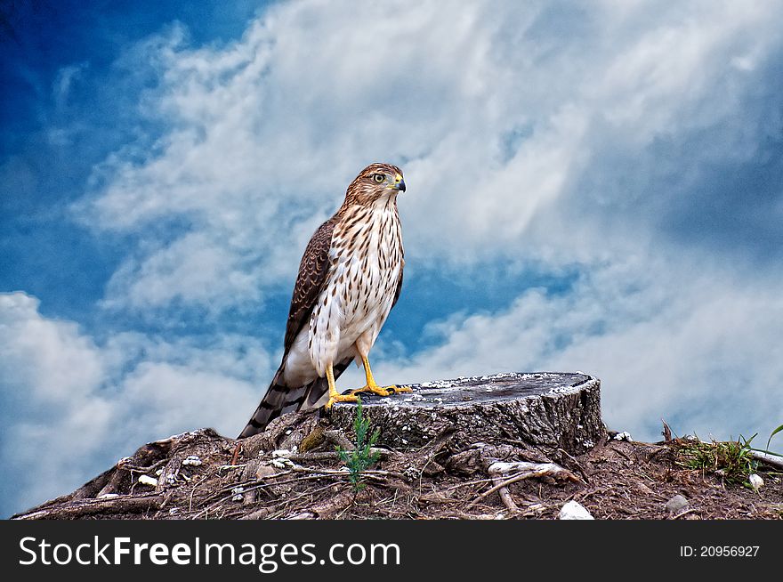 Hawk on a tree stump with a cloudy blue sky. Hawk on a tree stump with a cloudy blue sky.