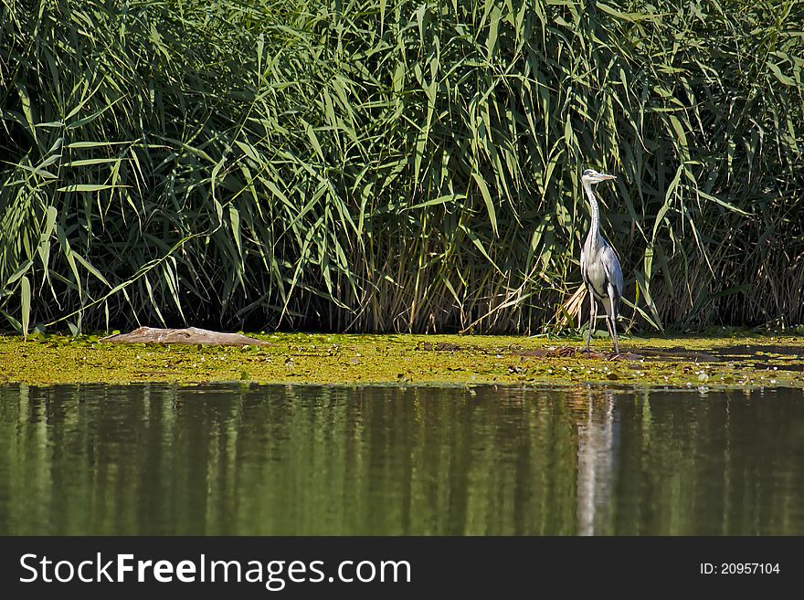 Majestic grey heron on lookout duty against a reed background