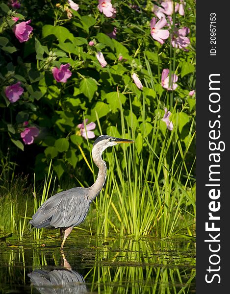 Great Blue Heron hunts for fish in pond with pink flowers. Great Blue Heron hunts for fish in pond with pink flowers.