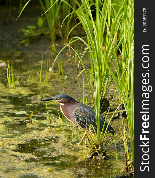Green Heron hunts for fish in the shallow edge of a pond.