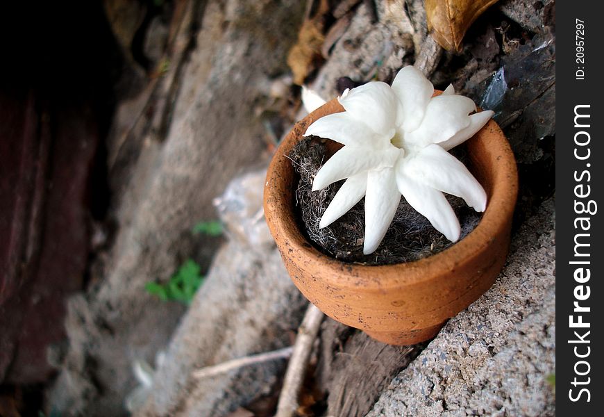 A Jasmine in small Pot