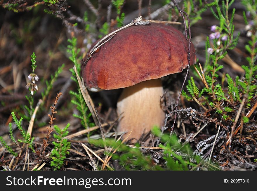 Forest mushroom in green moss