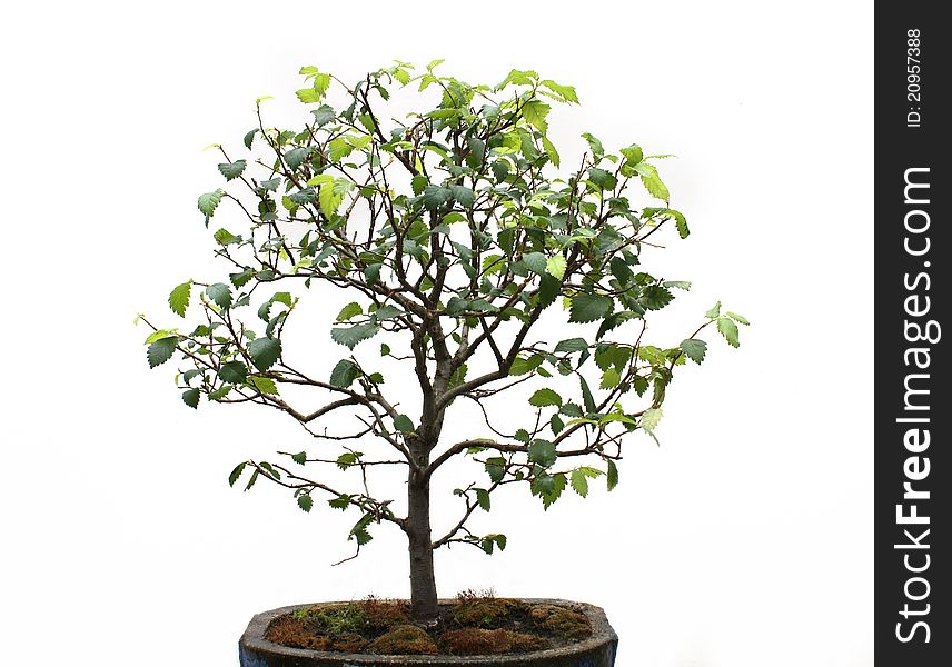 Green bonsai tree on a white background. Green bonsai tree on a white background