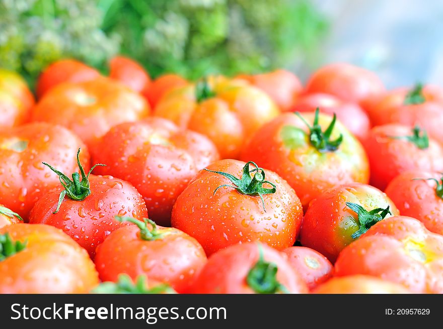 Wet ripe tomatoes. Bright vegetables on the background of green foliage. Soft light. Wet ripe tomatoes. Bright vegetables on the background of green foliage. Soft light.