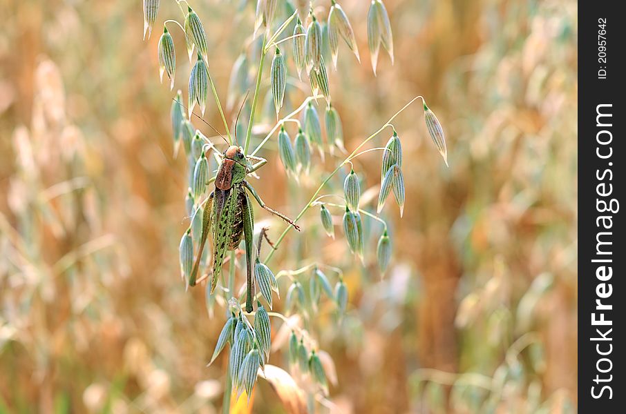 Green locusts devouring a large barley. Insect pest.