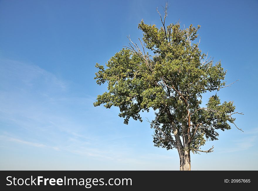 Old oak tree on blue sky background.