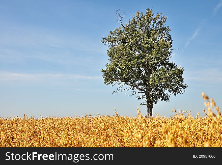 Oak in the field of barley.