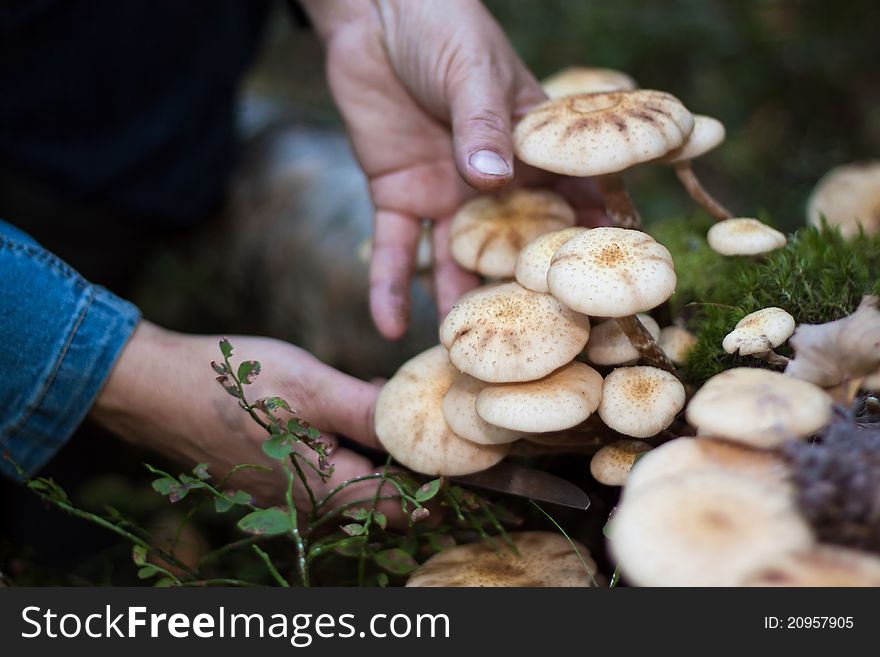 We see Honey fungus and woman hands with knife