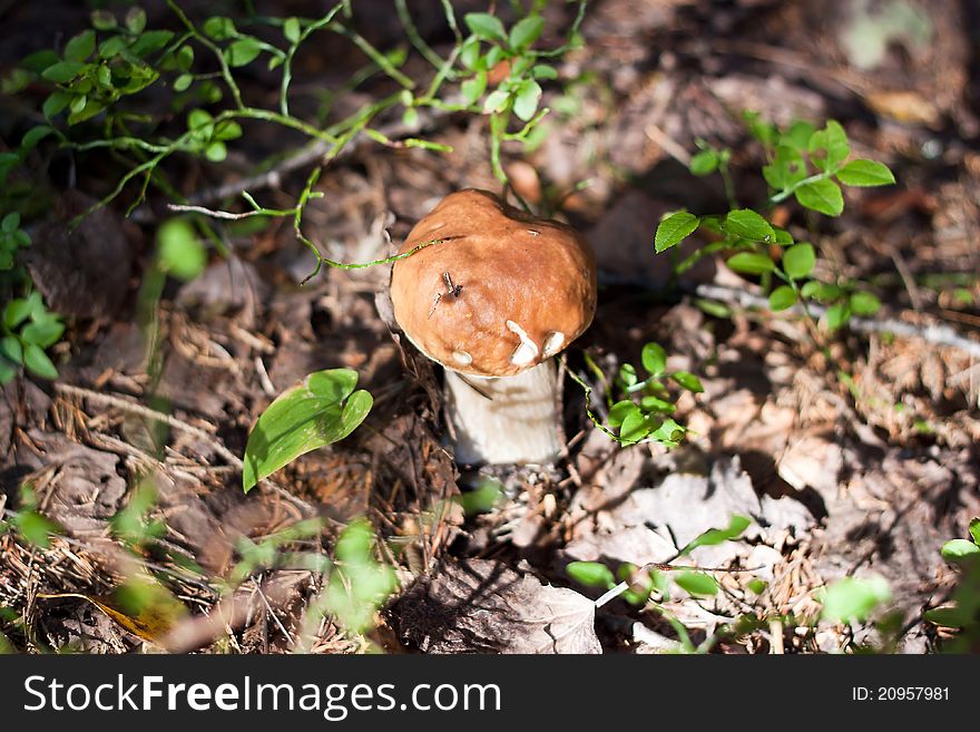 We see Cep or Penny Bun or Porcino on the ground in forest