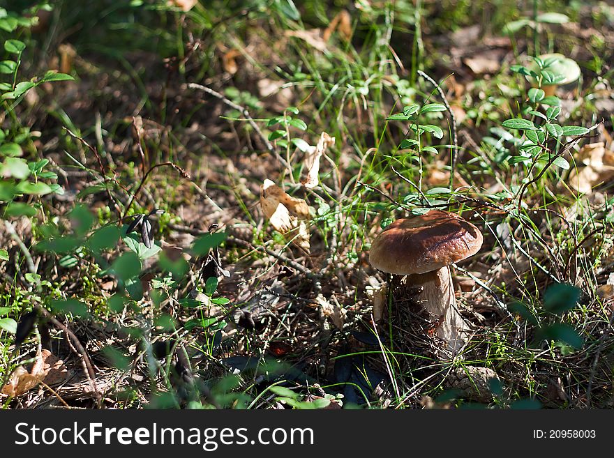 We see Cep or Penny Bun or Porcino on the ground in forest