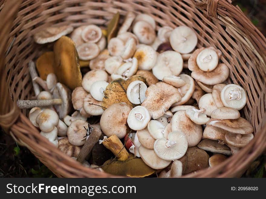 Mushrooms in wooden basket