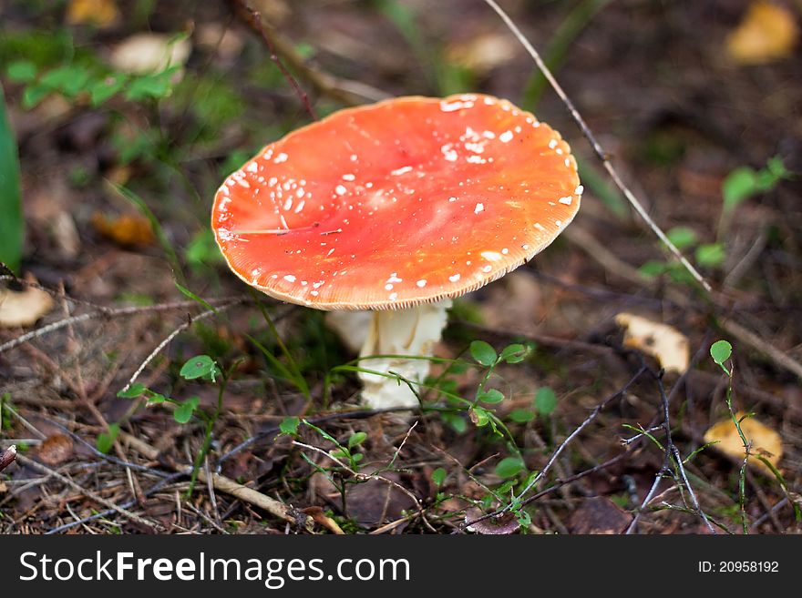 We see one agaric on the ground in the forest