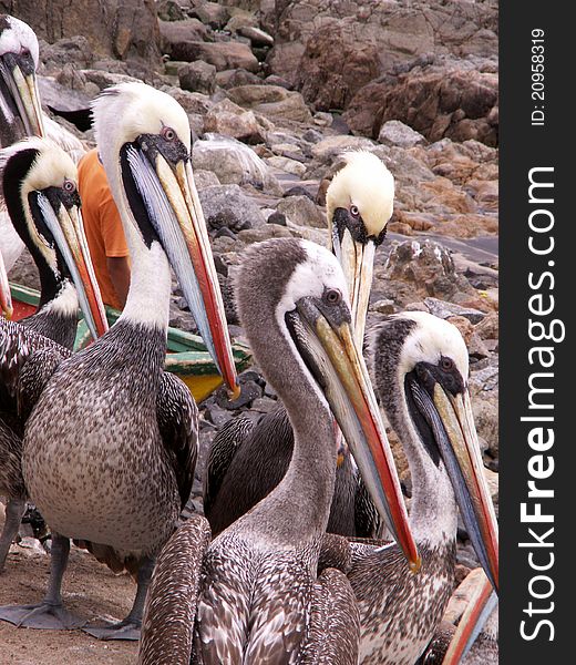 Some beautiful colorful pelicans birds