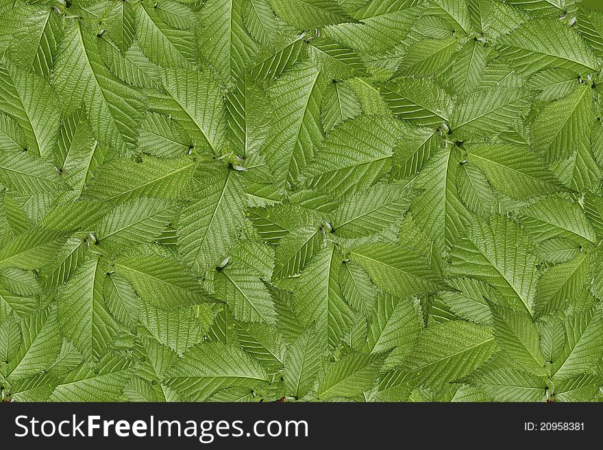 Green plant leaves background, young growth. Green plant leaves background, young growth
