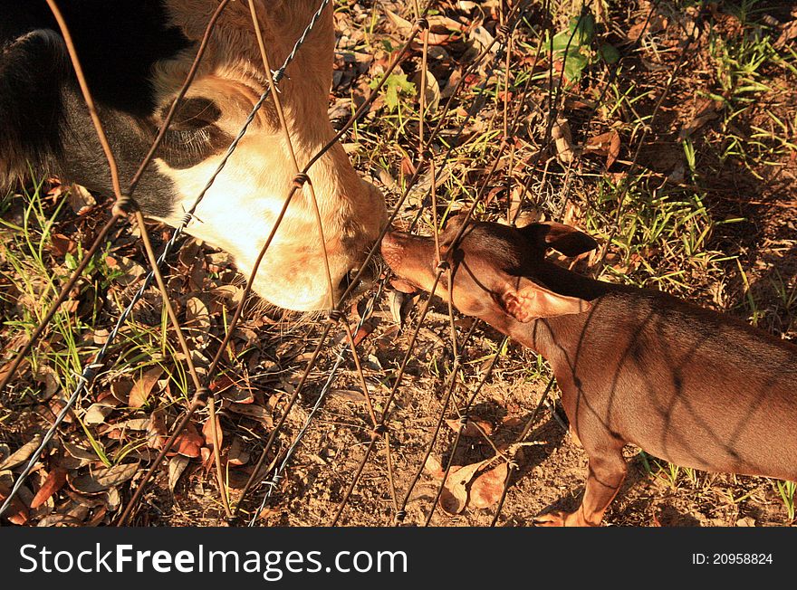 6 month old calf greeting minpin dog through a chain link fence. 6 month old calf greeting minpin dog through a chain link fence