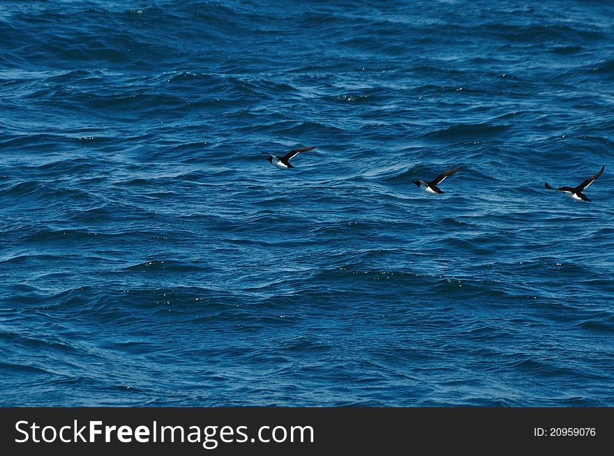 Three puffins fly over the waves of the Atlantic.