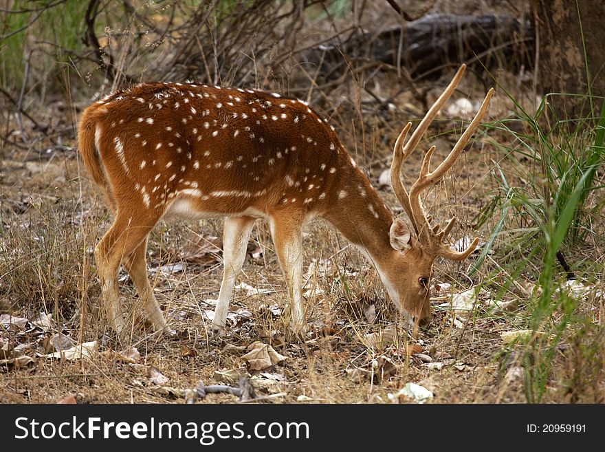 Deers in wildlife sanctuary in India