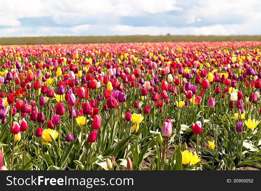 Tulips in a blooming field