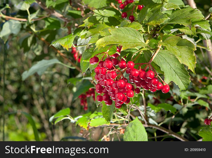 Fresh red berries on the background of a blue sky