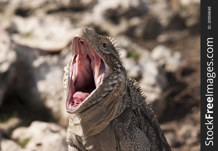 Iguana threatening opens his mouth to frighten