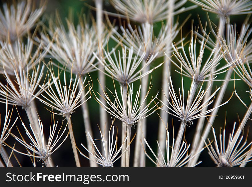 Dry grass on the ground, closeup