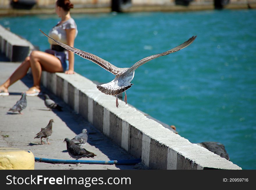 Girl And Seagull