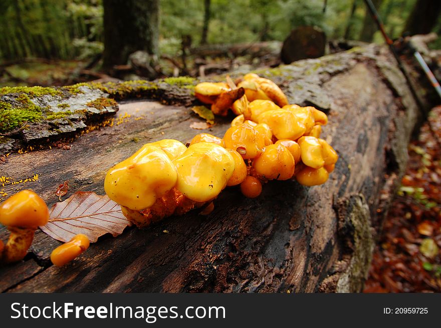 Mushrooms On A Tree