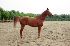 Brown Horse Royalty Free Stock Image Brown Horse Royalty Free Stock Image