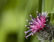 Burdock Flower Closeup Stock Photos Burdock Flower Closeup Stock Photos