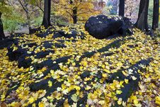Autumn Leaves Royalty Free Stock Image Autumn Leaves Royalty Free Stock Image