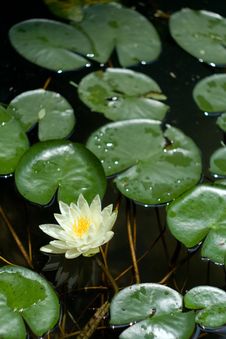 White Water Lily Royalty Free Stock Photo White Water Lily Royalty Free Stock Photo