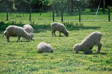 Sheeps Stock Photo Sheeps Stock Photo
