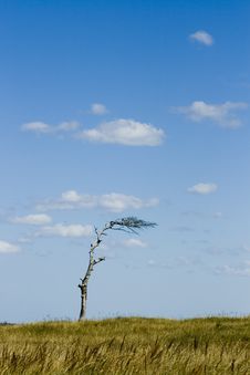 Lonely Tree Stock Image Lonely Tree Stock Image