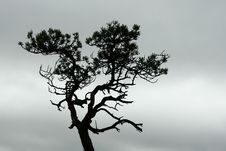Lonely Tree Stock Images Lonely Tree Stock Images